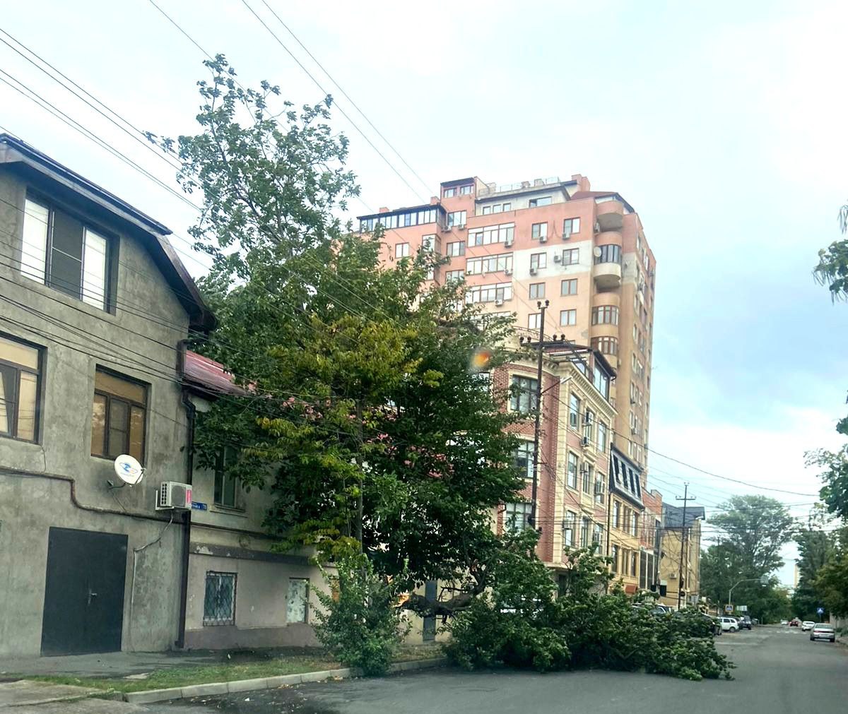 ❗️ В городе большое количество поваленных ветром деревьев. — фото 3